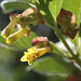 Berry Flowers Photo 6