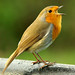 Robin Rock Photo 8