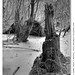 Forest Stump Photo 3