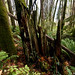 Forest Stump Photo 2