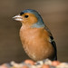 Craig Chaffinch Photo 2