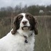 Bonnie Springer Photo 8