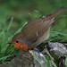 Robin Rock Photo 6