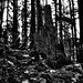 Forest Stump Photo 8
