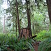 Forest Stump Photo 7
