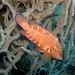 Coral Trout Photo 8